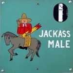 Jackass Male